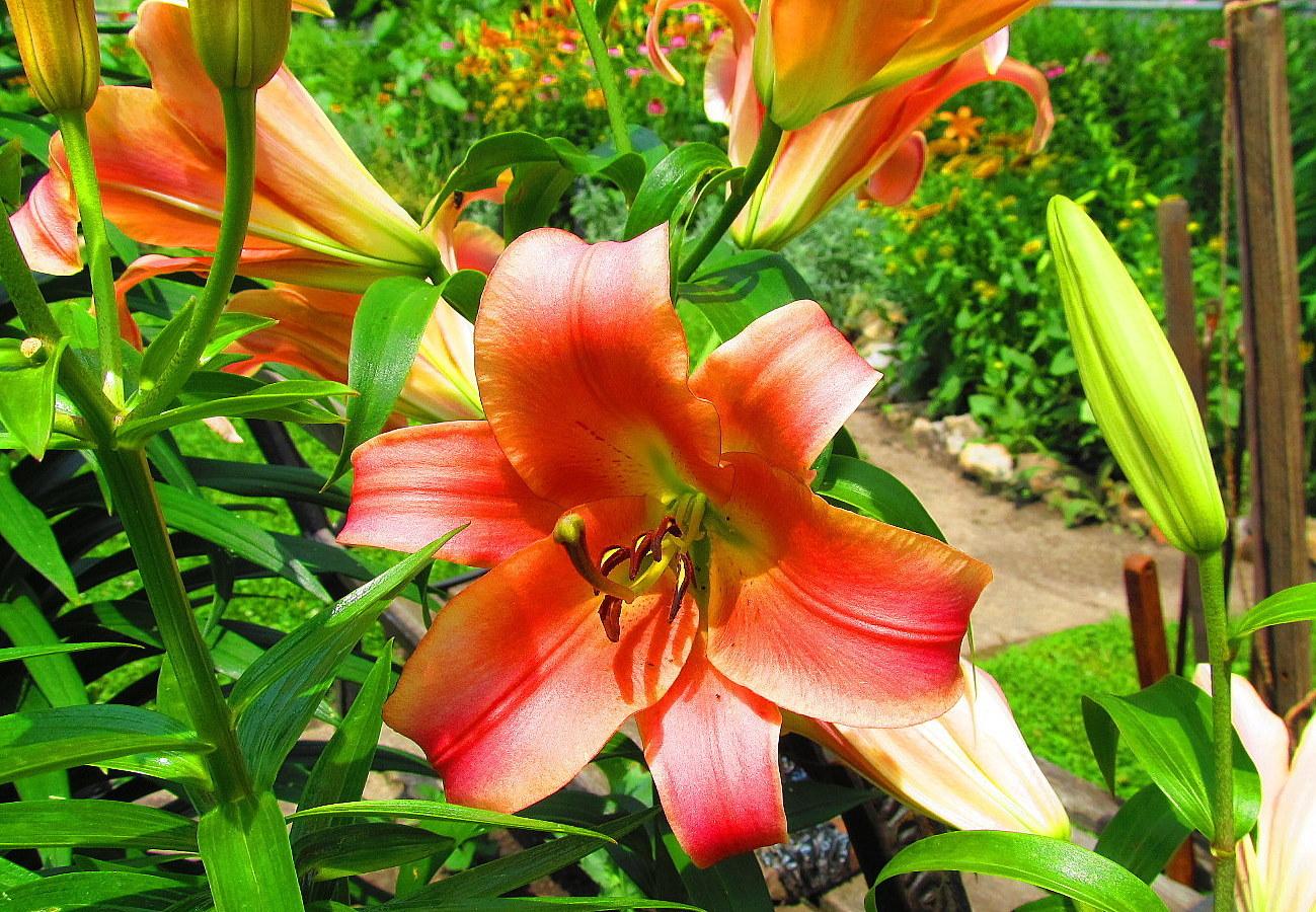 Photo of Lily (Lilium 'Gluhwein') uploaded by jmorth