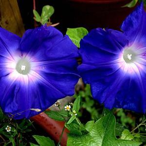 Beautiful large deep bluish/purple flowers!
