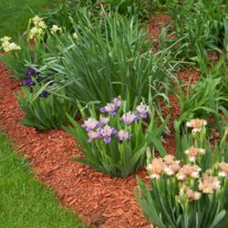 
Date: 2011-06-06
Dwarf iris border many of my gardens.