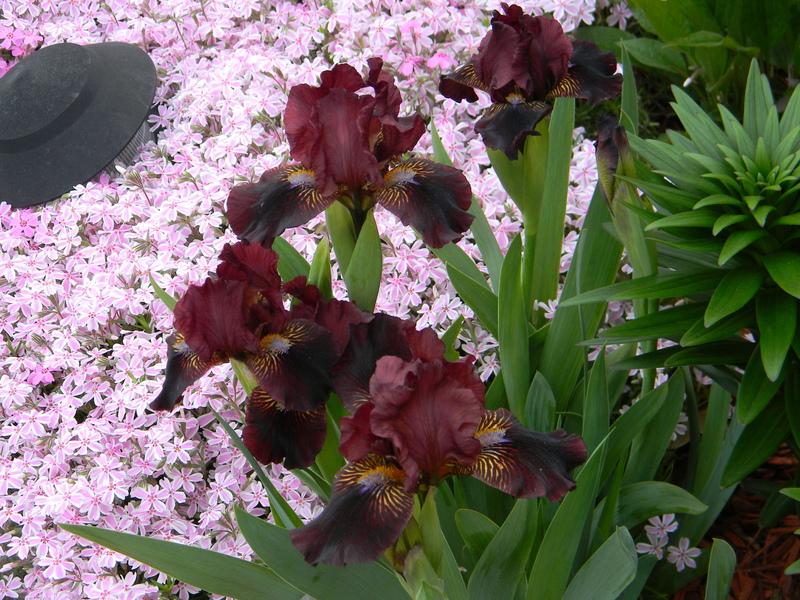 Photo of Standard Dwarf Bearded Iris (Iris 'Fancy Sparkler') uploaded by mattsmom