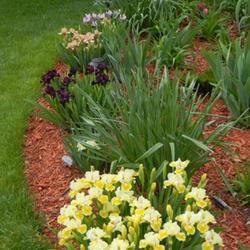 
Dwarf iris border many of my gardens.