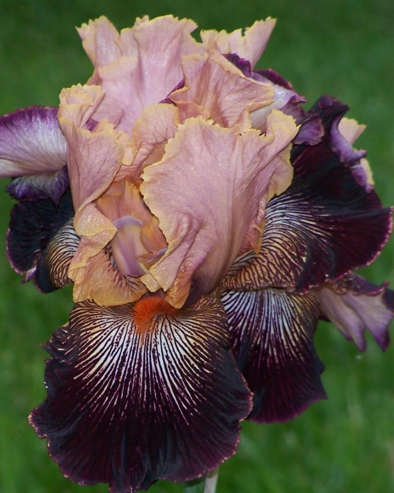 Photo of Tall Bearded Iris (Iris 'Diva Do') uploaded by mattsmom