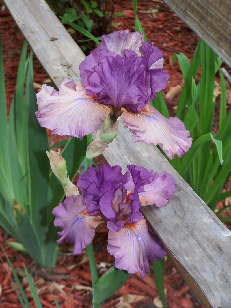 Photo of Tall Bearded Iris (Iris 'Dandy Candy') uploaded by mattsmom