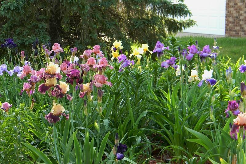 Photo of Irises (Iris) uploaded by mattsmom