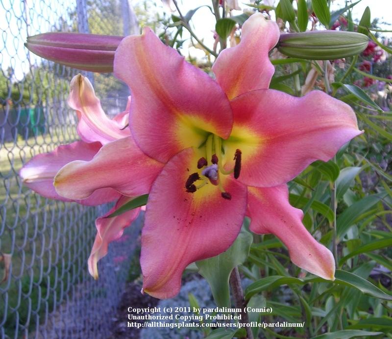 Photo of Lily (Lilium 'Satisfaction') uploaded by pardalinum