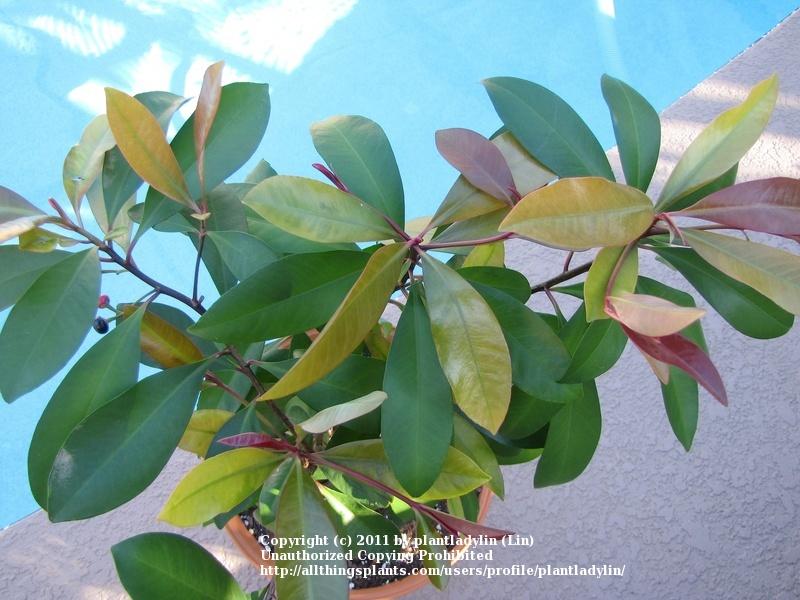 Photo of Shoebutton Ardisia (Ardisia elliptica) uploaded by plantladylin