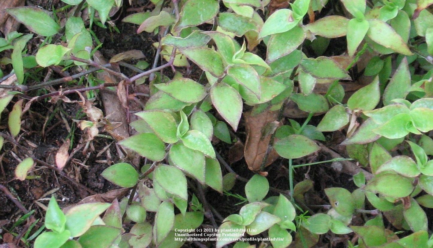 Photo of Inch Plant (Callisia repens) uploaded by plantladylin
