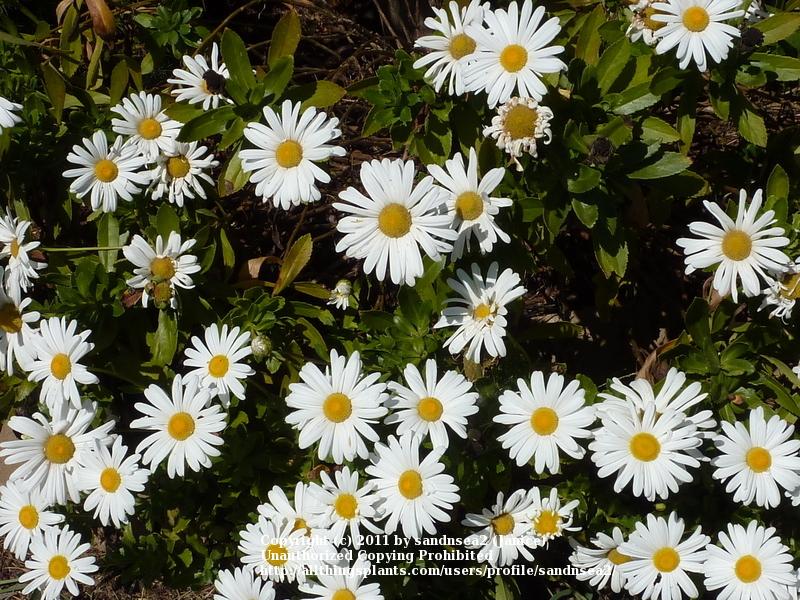 Photo of Montauk Daisy (Nipponanthemum nipponicum) uploaded by sandnsea2