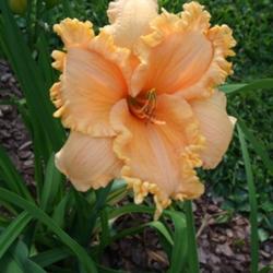 Location: Daylily Place Lillian Alabama Region 14
Date: Mid May 2010
Photo Courtesy of Fred Manning, Daylily Place. Used With Permissi