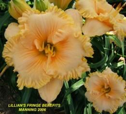 Photo of Daylily (Hemerocallis 'Lillian's Fringe Benefits') uploaded by spunky1
