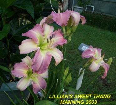 Photo of Daylily (Hemerocallis 'Lillian's Sweet Thang') uploaded by spunky1