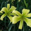 Photo Courtesy of Fred Manning, Daylily Place. Used With Permissi