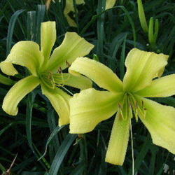 Location: Daylily Place Lillian Alabama Region 14
Date: 2009-05-25
Photo Courtesy of Fred Manning, Daylily Place. Used With Permissi