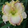 Photo Courtesy of Fred Manning, Daylily Place. Used With Permissi