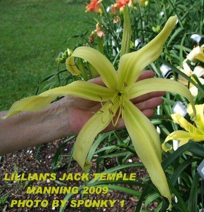 Photo of Daylily (Hemerocallis 'Lillian's Jack Temple') uploaded by spunky1