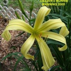 Location: Daylily Place Lillian Alabama Region 14
Date: Mid May 2010
Photo Courtesy of Fred Manning, Daylily Place. Used With Permissi