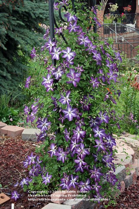 Photo of Clematis (Clematis viticella 'Venosa Violacea') uploaded by tabby