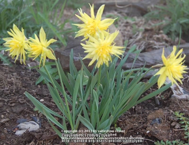 Photo of Double Daffodil (Narcissus 'Rip van Winkle') uploaded by valleylynn