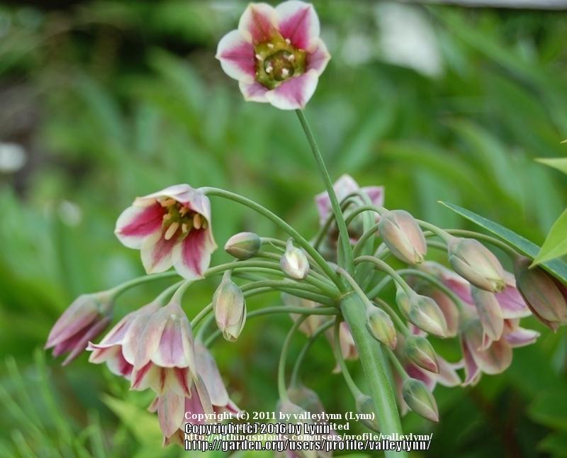 Photo of Mediterranean Bells (Allium siculum) uploaded by valleylynn