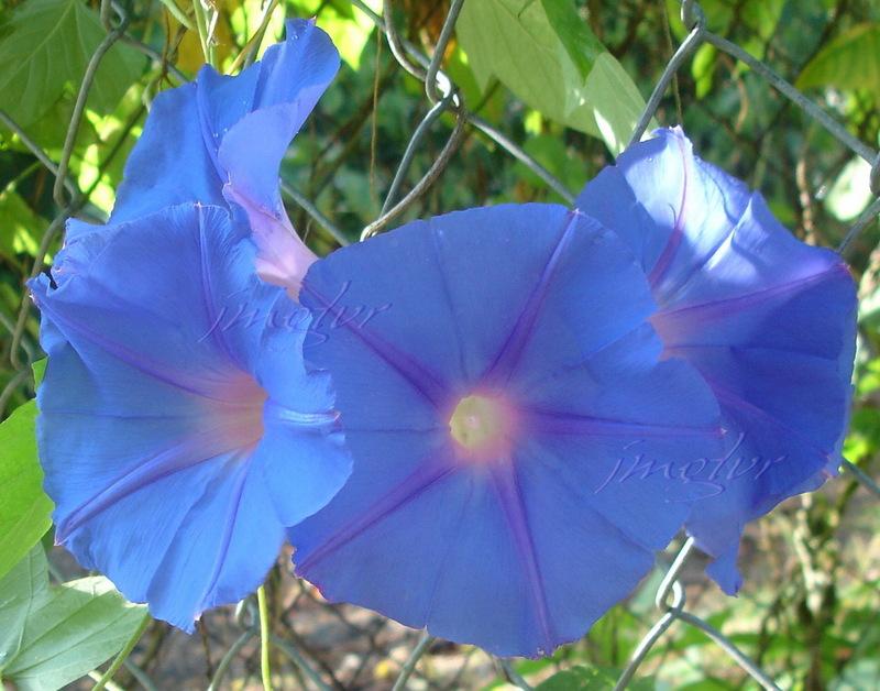 Photo of Oceanblue Morning Glory (Ipomoea indica) uploaded by EmmaGrace