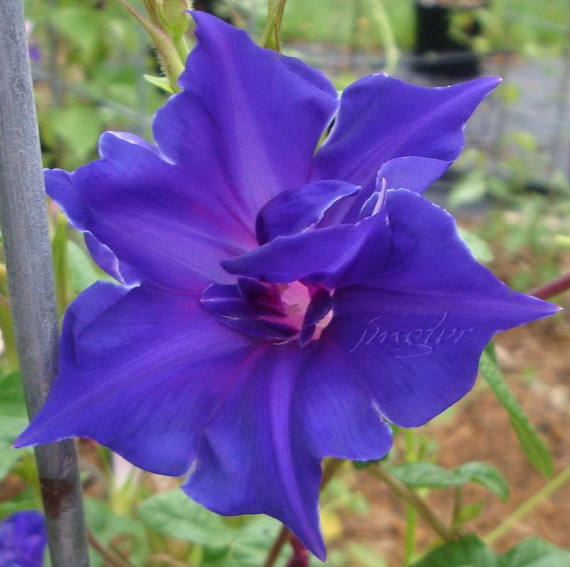 Photo of Japanese Morning Glory (Ipomoea nil 'Double Blue Picotee') uploaded by EmmaGrace
