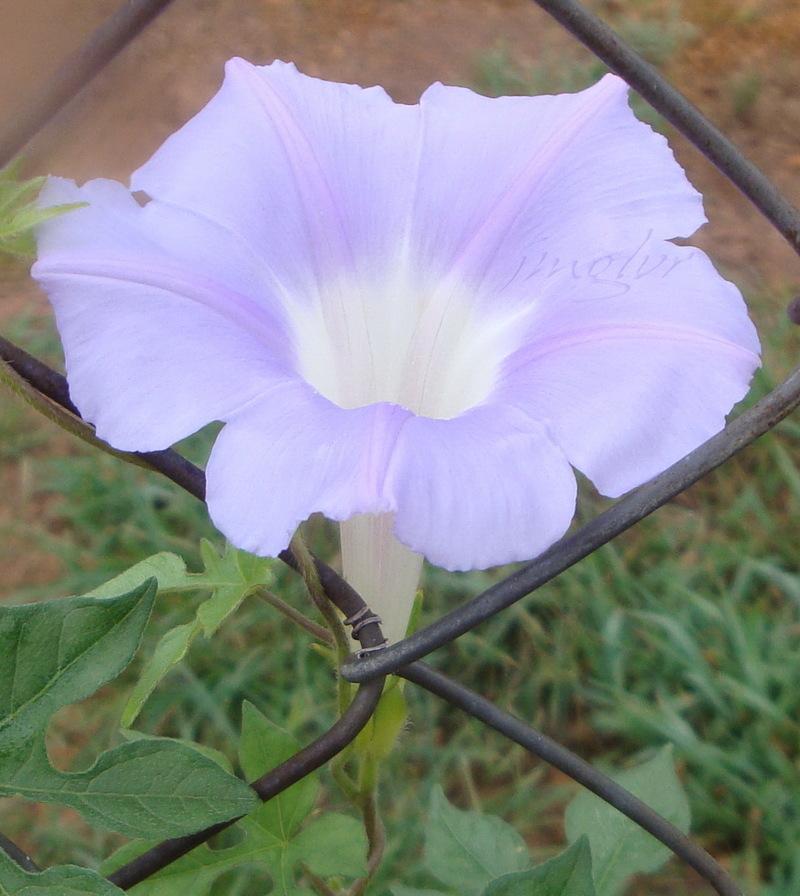 Photo of Lindheimer's Morning Glory (Ipomoea lindheimeri) uploaded by EmmaGrace