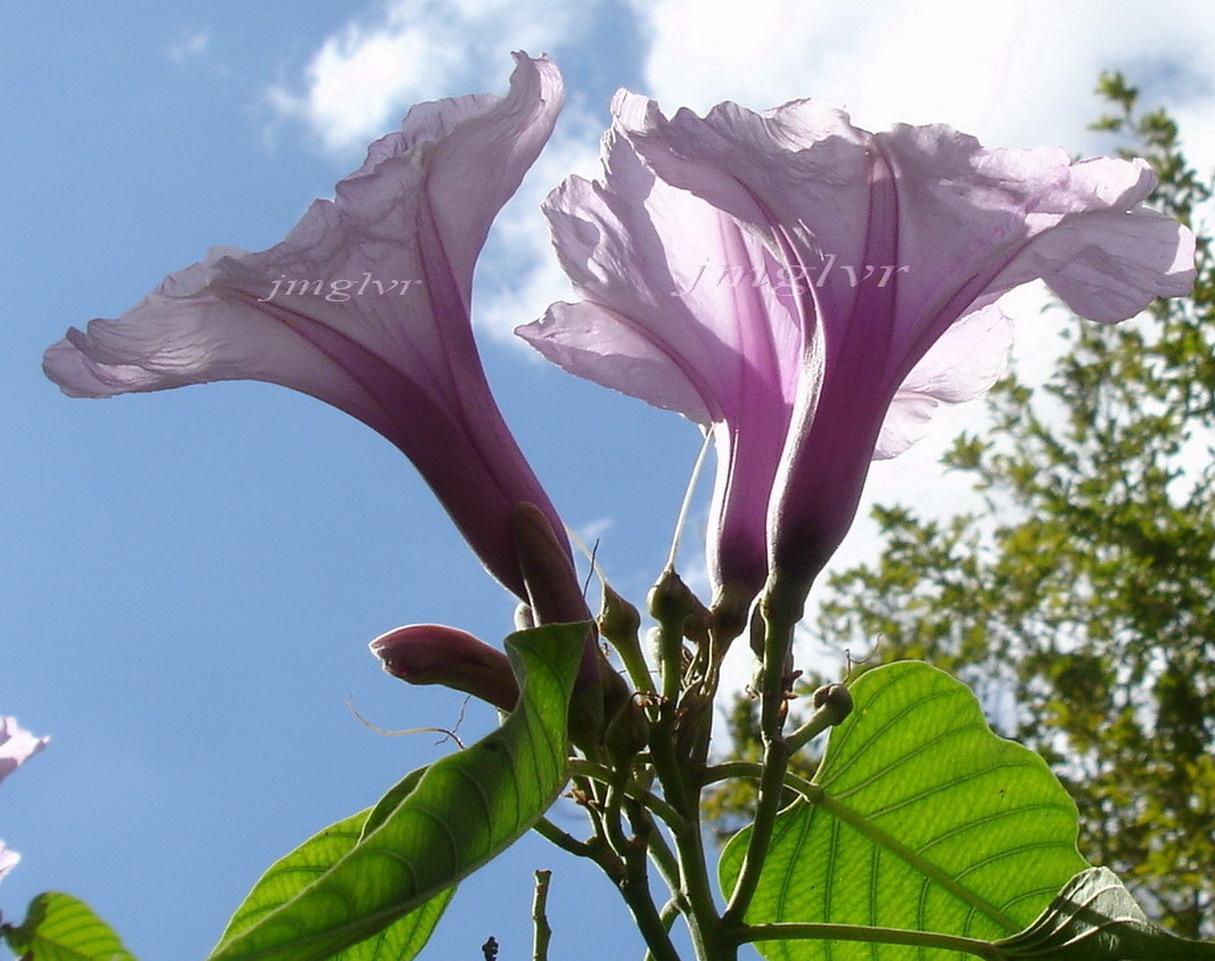 Photo of Morning Glory Tree (Ipomoea carnea) uploaded by EmmaGrace