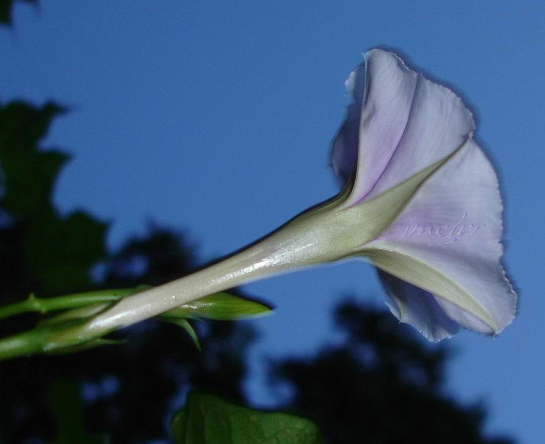 Photo of Lavender Moonvine (Ipomoea muricata) uploaded by EmmaGrace