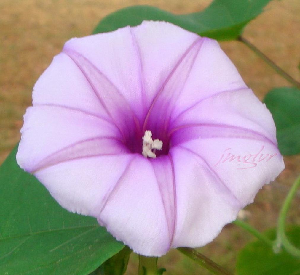 Photo of Lavender Moonvine (Ipomoea muricata) uploaded by EmmaGrace