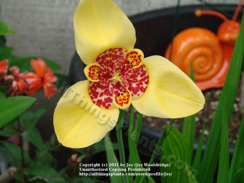 Photo of Mexican Shell Flower (Tigridia pavonia) uploaded by Joy