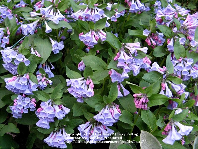Photo of Virginia Bluebells (Mertensia virginica) uploaded by LarryR