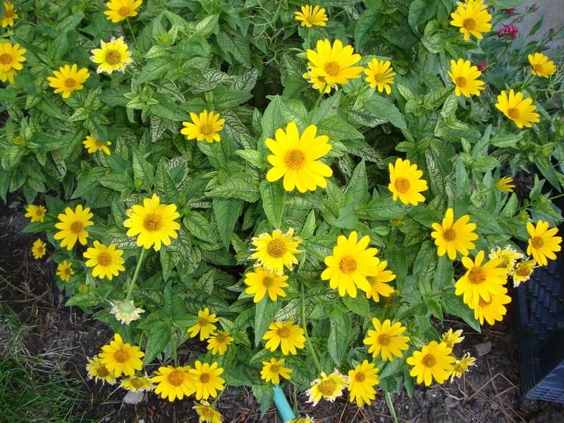 Photo of False Sunflower (Heliopsis helianthoides var. scabra Loraine Sunshine) uploaded by Paul2032