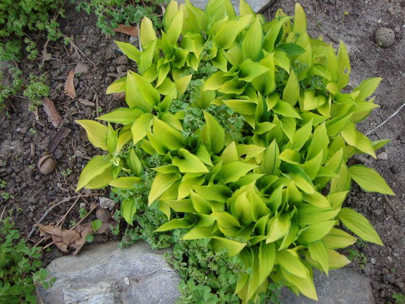 Photo of Hosta 'Twist of Lime' uploaded by Paul2032
