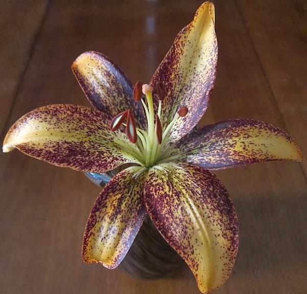 Photo of Lily (Lilium 'Kentucky') uploaded by PollyK