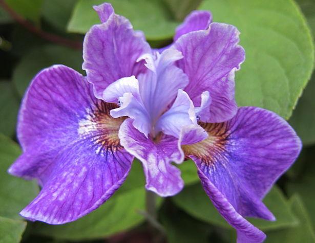 Photo of Siberian Iris (Iris 'Blackberry Jubilee') uploaded by PollyK