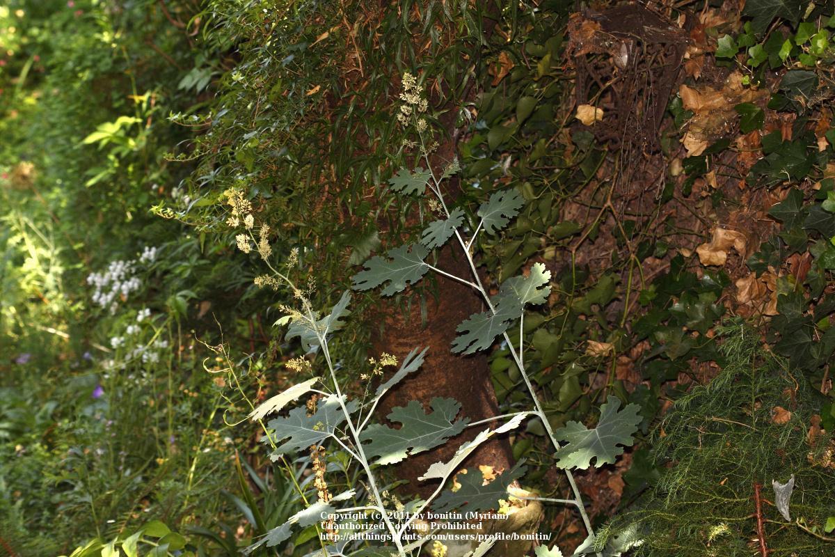 Photo of Plume Poppy (Macleaya cordata) uploaded by bonitin