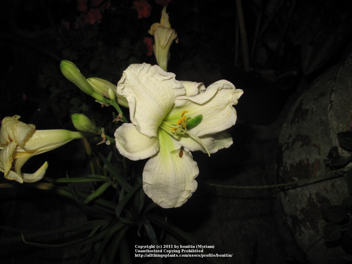 Photo of Daylilies (Hemerocallis) uploaded by bonitin