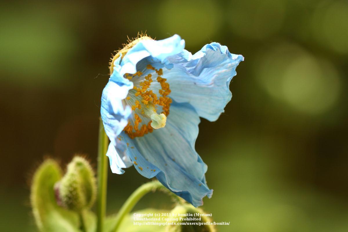 Photo of Himalayan blue poppy (Meconopsis betonicifolia) uploaded by bonitin