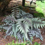 Athyrium niponicum var. pictum. Under Hinoki Cypress. Bright shad