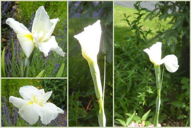 Photo of Japanese Iris (Iris ensata 'Anytus') uploaded by ge1836