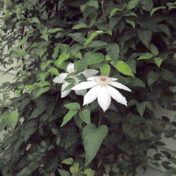 Location: Part Shade Pittsford NY
Date: 2011-09-06
It's mid-October and this Clematis is still blooming. Radiant fro