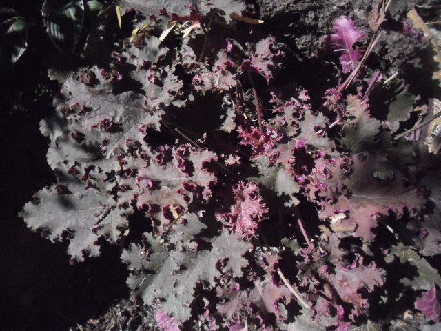 Photo of Coral Bells (Heuchera 'Purple Petticoats') uploaded by ge1836