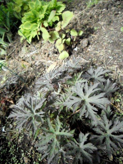 Photo of Hardy Geranium (Geranium pratense 'Midnight Reiter') uploaded by ge1836