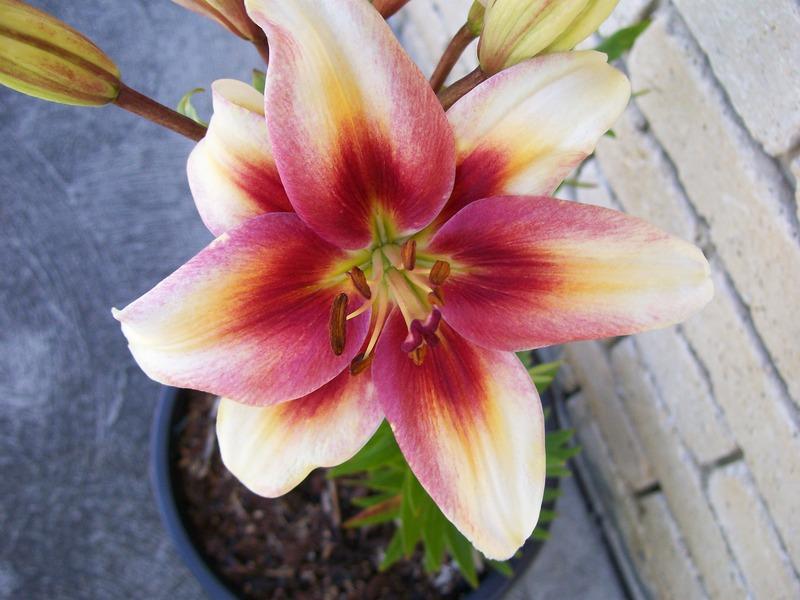 Photo of Lily (Lilium 'Tinos') uploaded by gwhizz