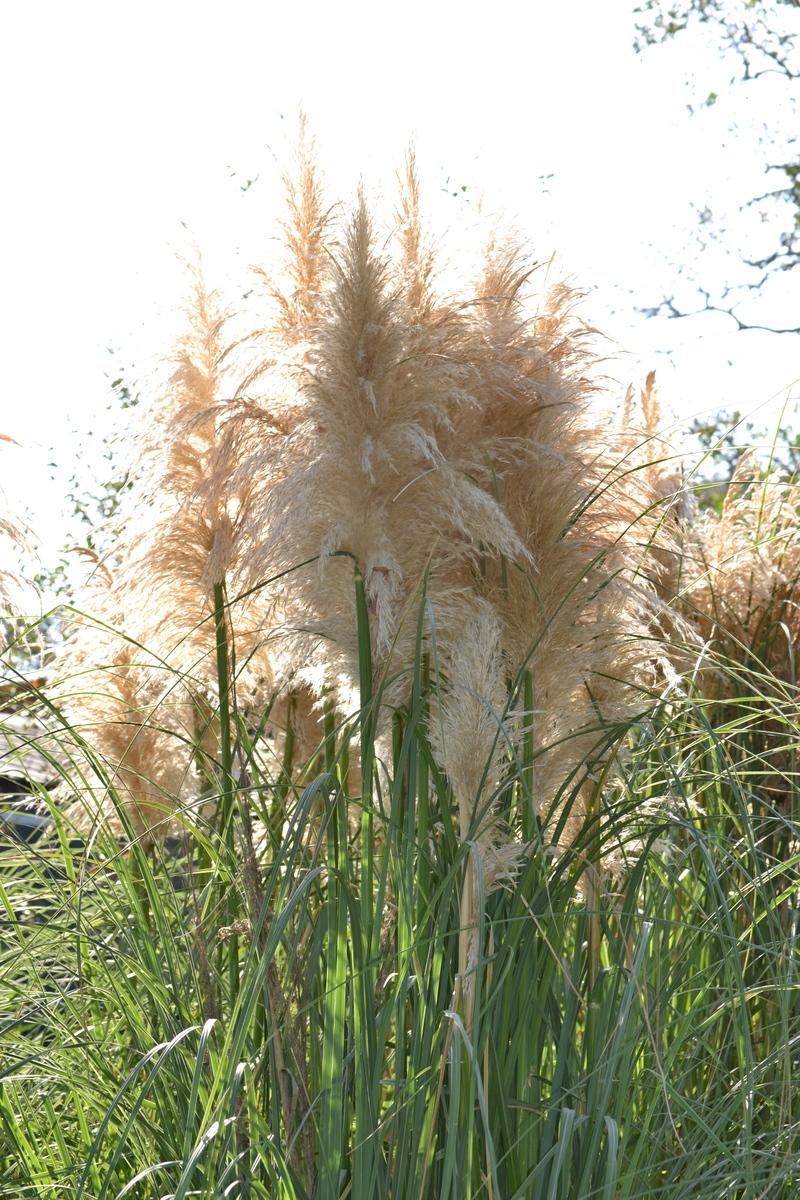 Photo of Uruguayan Pampas Grass (Cortaderia selloana) uploaded by jeri11