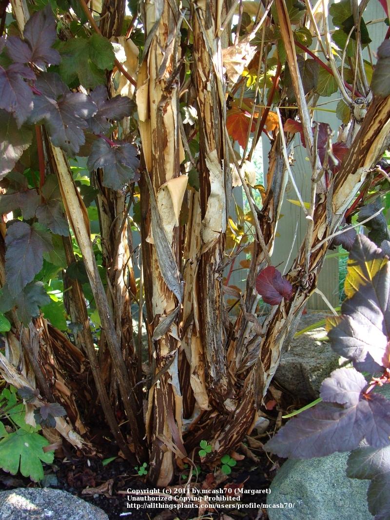 Photo of Eastern Ninebark (Physocarpus opulifolius Diabolo®) uploaded by mcash70