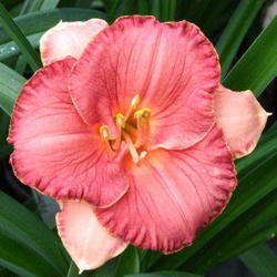 Location: Daylily Place
Date: 2009-05-05
Photo Courtesy of Fred Manning, Daylily Place. Used With Permissi