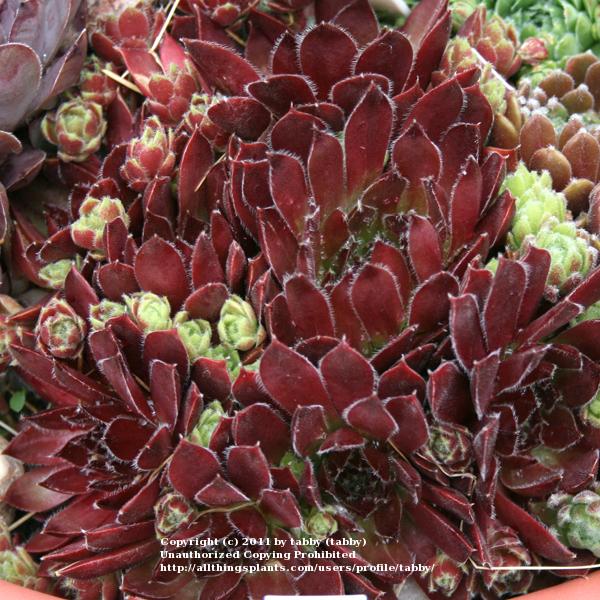 Photo of Hen and Chicks (Sempervivum 'Jeanne d'Arc') uploaded by tabby
