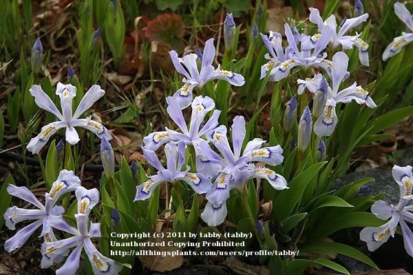 Photo of Species Iris (Iris cristata) uploaded by tabby