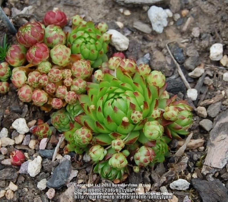 Photo of Rollers (Sempervivum globiferum subsp. preissianum 'from Belianske Tatras') uploaded by valleylynn